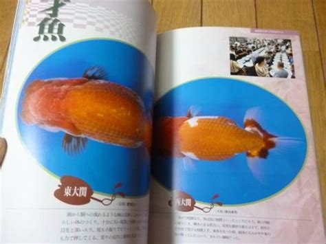 ranchu|ranchu catalog.